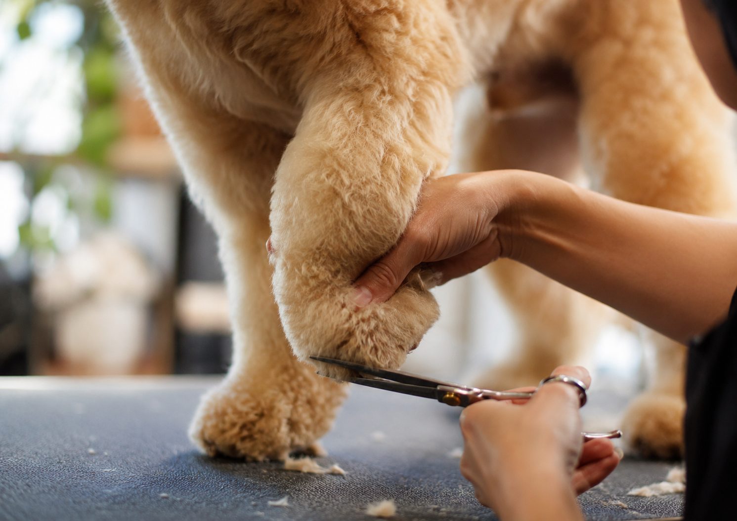 Tosador aparando os pelos de um cachorro com tesoura em ambiente de pet shop